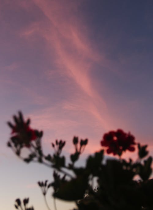 花とピンクの空
