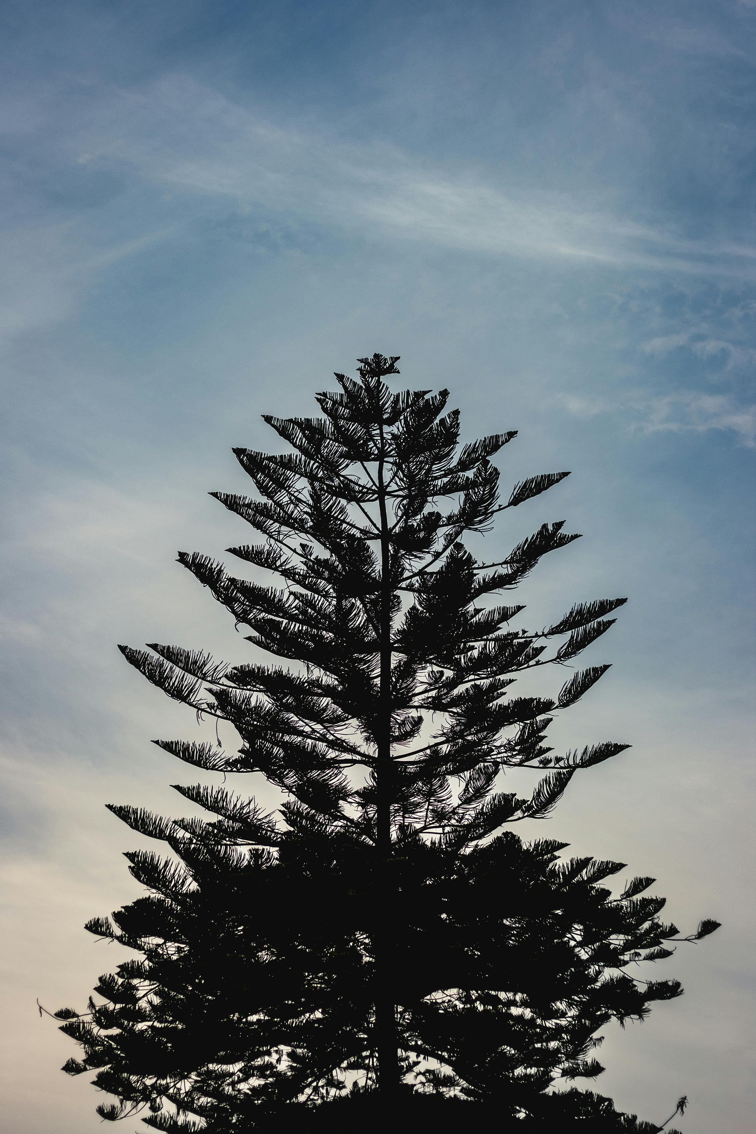 A striking silhouette of a pine tree set against a clear blue sky and scattered white clouds.