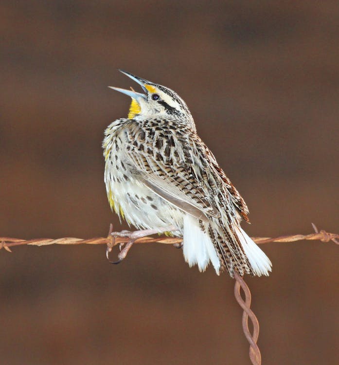 Grey and White Bird on Barbed Wire