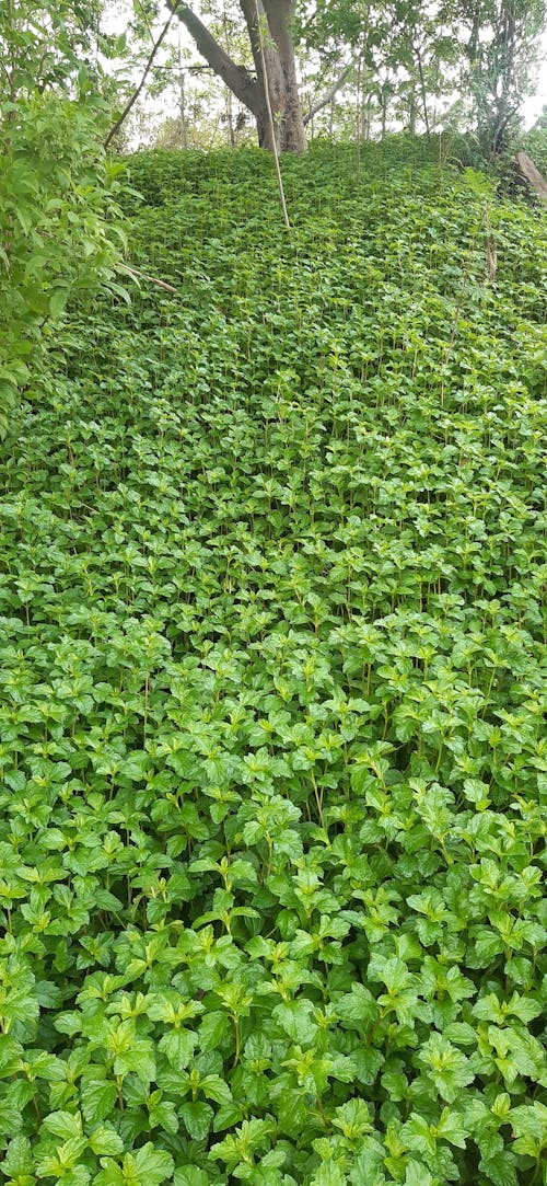 Green grass in rainy season 