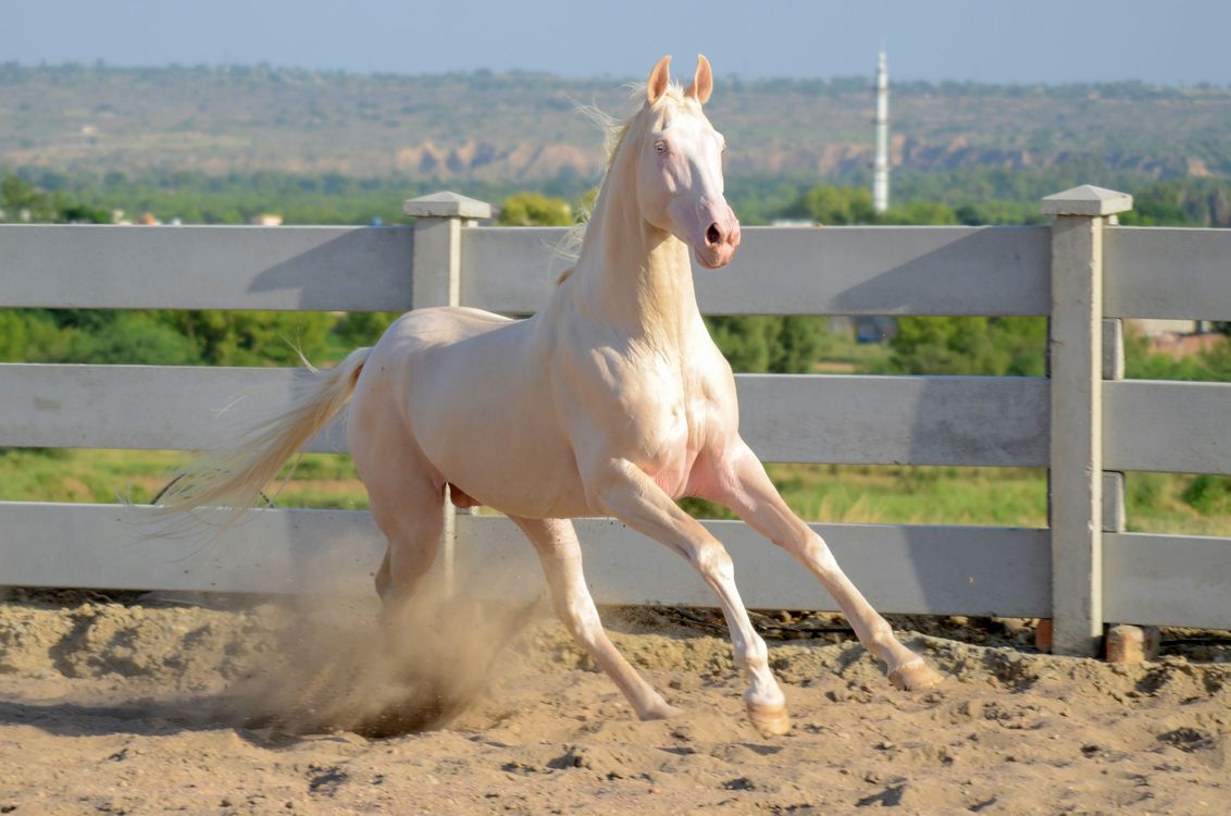 Cremello Pferd: Aussehen, Genetik & Haltung