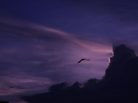 A bird gracefully soars in silhouette against a dramatic twilight sky with dark clouds.