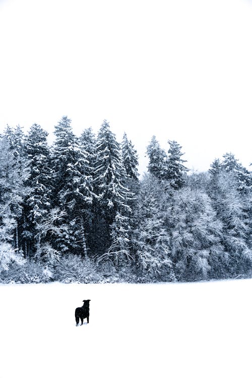 免费 冬季, 冷, 動物 的 免费素材图片 素材图片