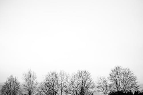 Fotobanka s bezplatnými fotkami na tému čiernobiely, čierny a biely, holé stromy