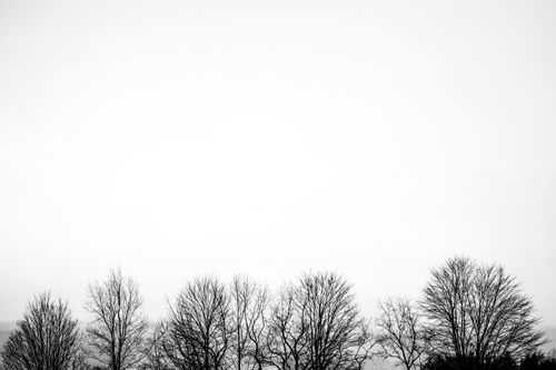 Free A serene grayscale image of bare trees against a sky in Venango, PA. Stock Photo