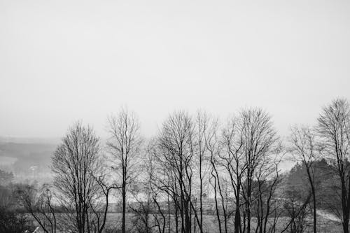 Photo of a Bare Trees 