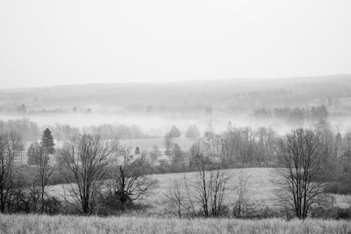 Grayscale Photo of Trees on Field During Foggy Weather