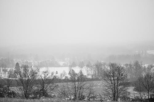 
Grayscale Photo of Trees on Field During Foggy Weather