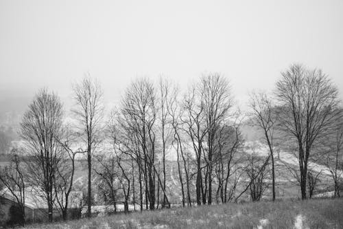 Bare Trees Growing on Hill in Countryside