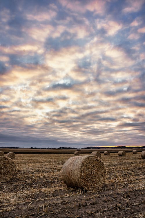 cloudscape, フィールド, 俵の無料の写真素材