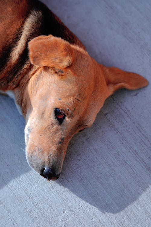 Free Close up of Dog Lying Down Stock Photo