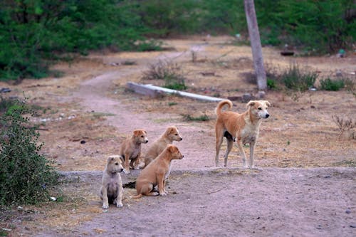 動物写真