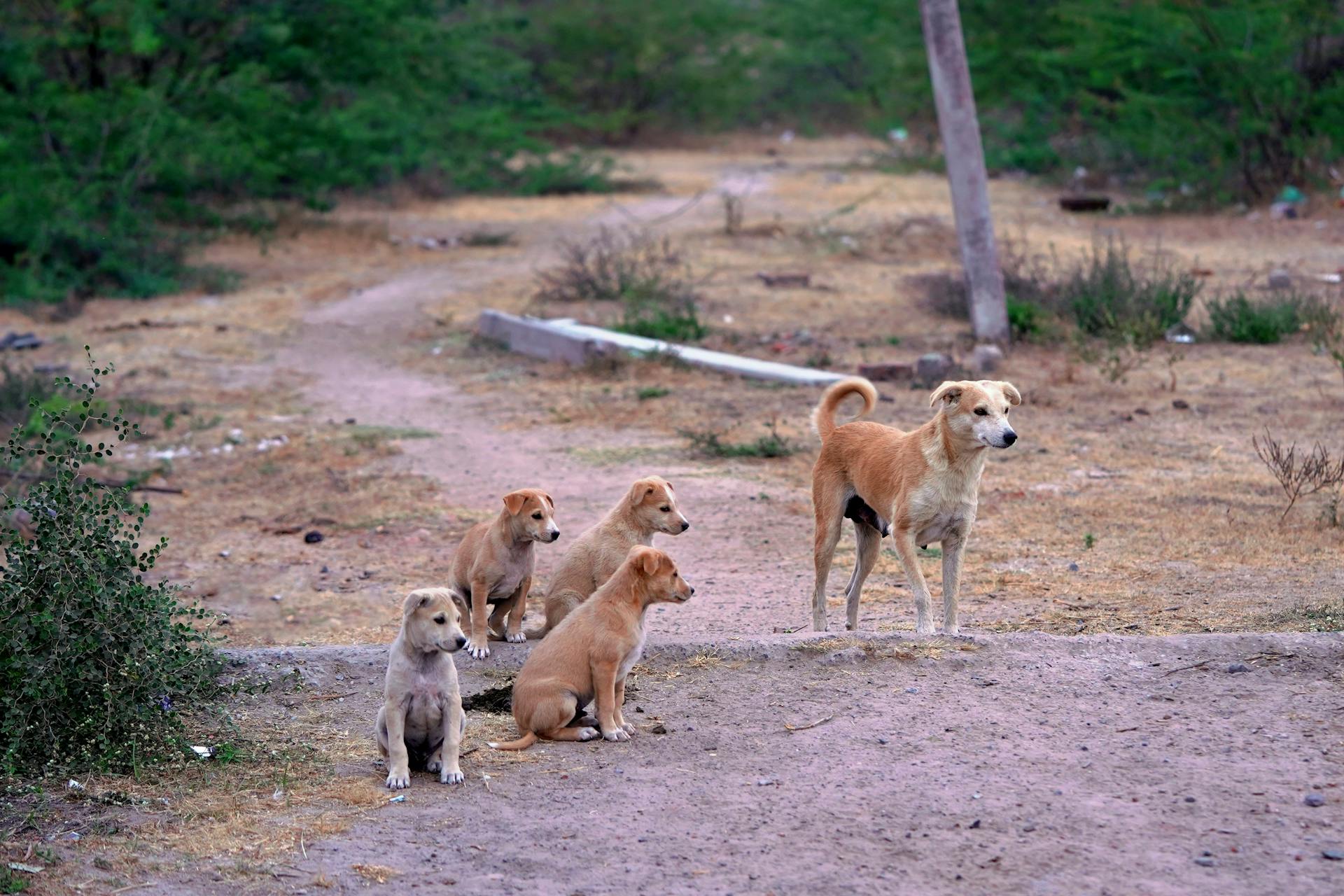 Dog and Puppies