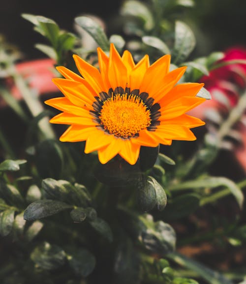 Безкоштовне стокове фото на тему «ботанічний, делікатний, жовта квітка»