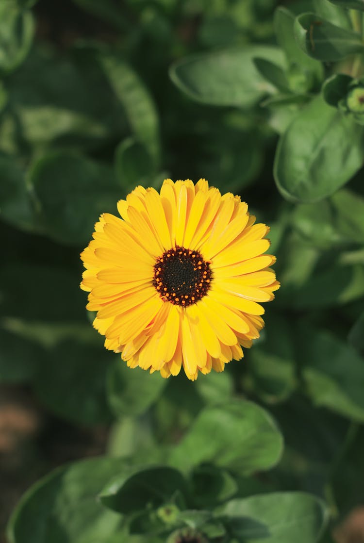 Top View Of Yellow Flower