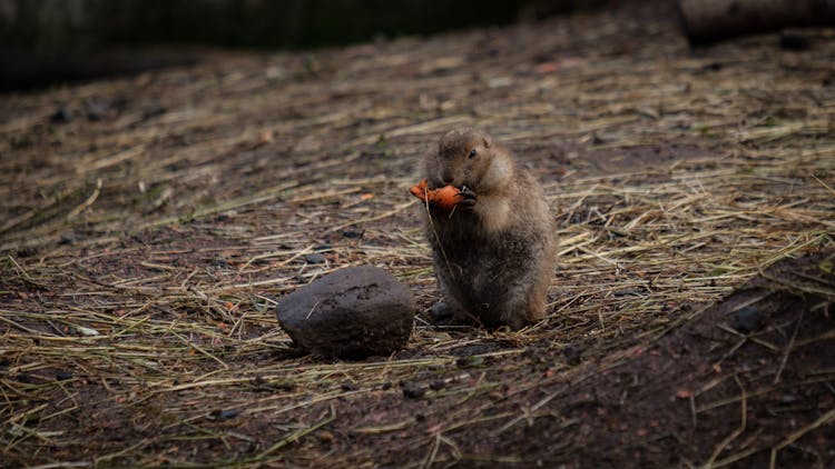 A Prairie Dog Eating A Carrot 