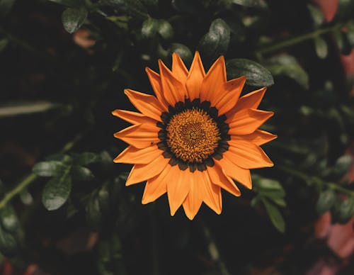 Immagine gratuita di fiore, fresco, giallo