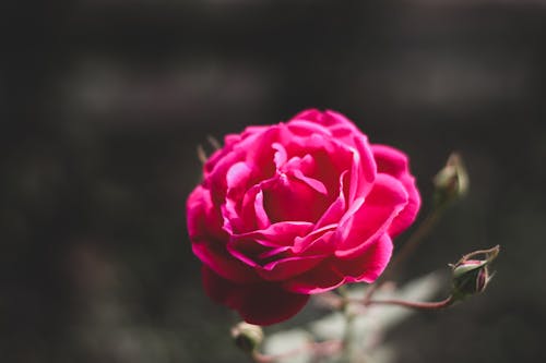 Close-Up Shot of a Pink Rose in Bloom 