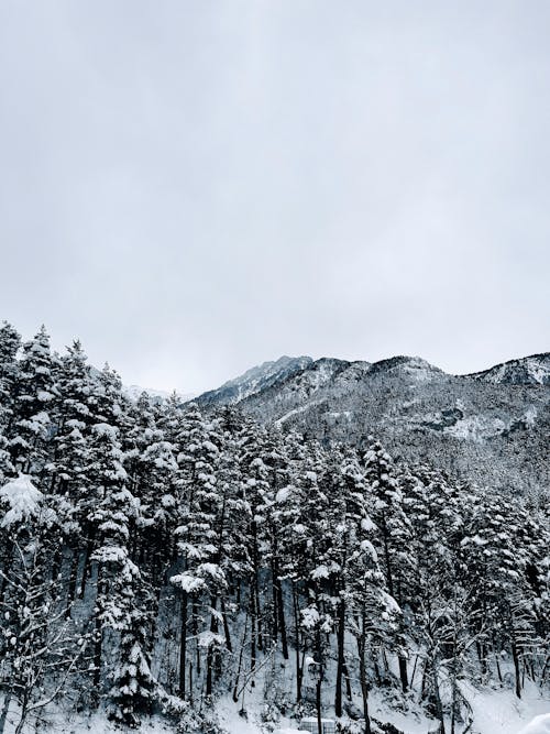 Бесплатное стоковое фото с вертикальный выстрел, глубокий, зима