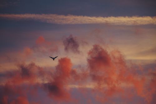 Free A bird silhouette flying against a vibrant sunset sky with colorful clouds. Stock Photo