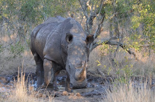 Free A Rhino in the Wild Stock Photo