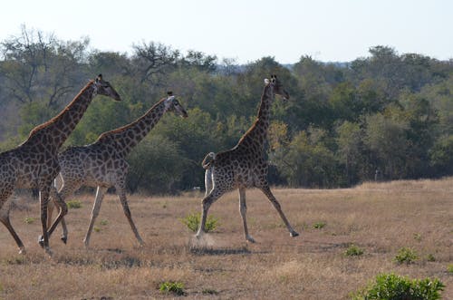 Giraffes Walking in Wild Nature