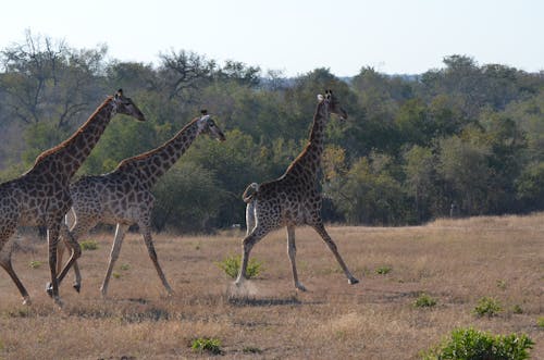 Foto profissional grátis de andando, animais, ao ar livre