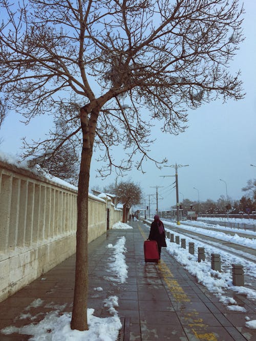 Imagine de stoc gratuită din arbore, femeie, fotografiere verticală