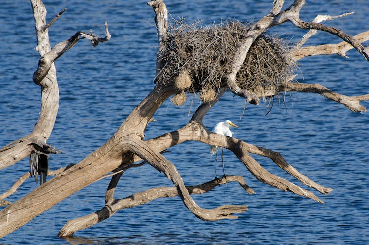 Heron Nest On Withered Tree