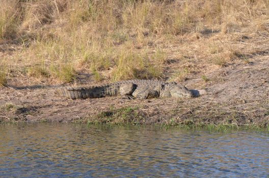 A Nile crocodile basking on the riverbank in South Africa, showcasing its natural habitat.
