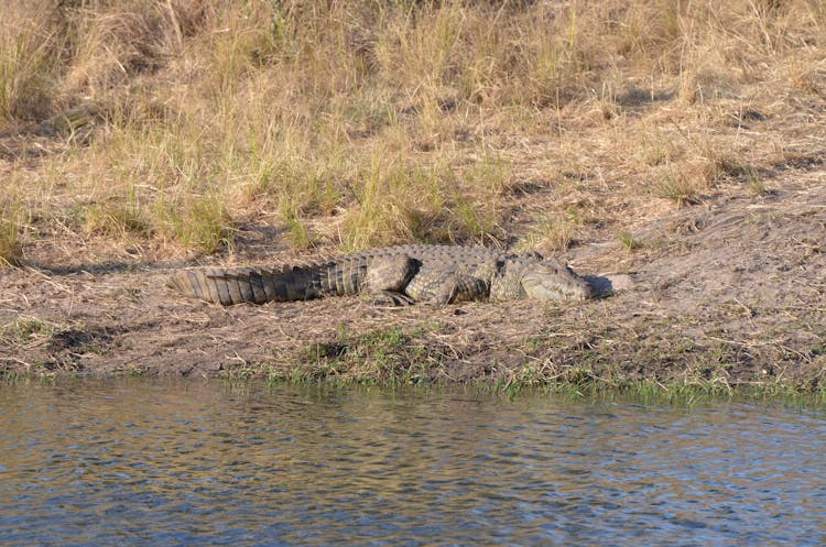 A Crocodile By A River 