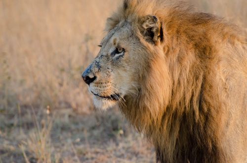 Free Close-up of a lion in the South African savannah, showcasing its majestic mane. Stock Photo