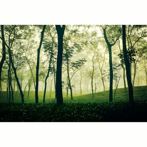 대칭, 상록수, 짙은 녹색의 무료 스톡 사진