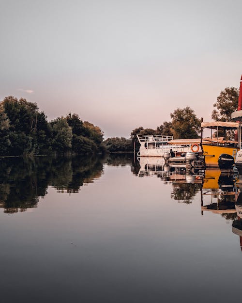 ağaçlar, bağlı, dikey atış içeren Ücretsiz stok fotoğraf