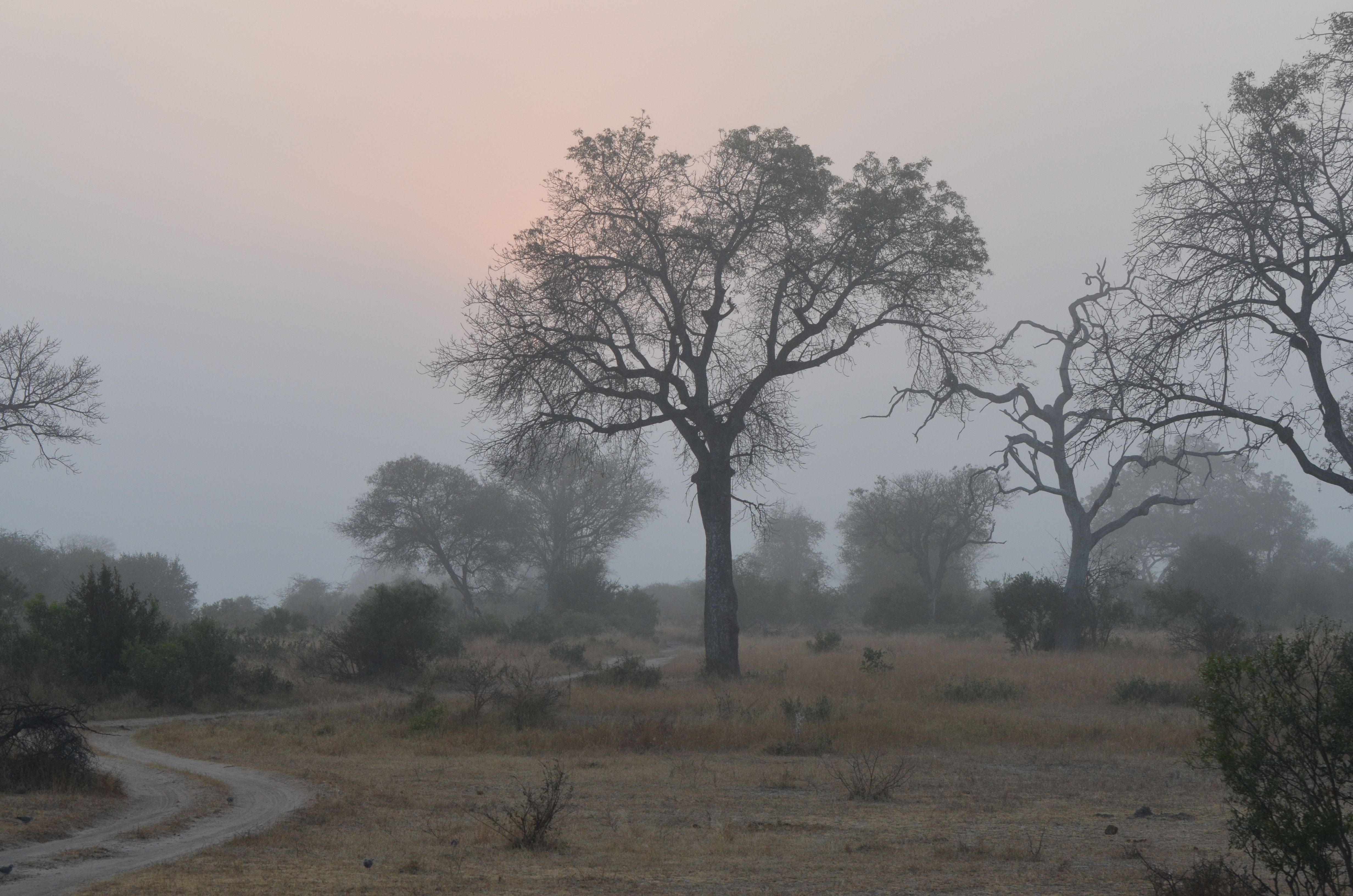 Botswana's dry savanna landscape on an overcast morning