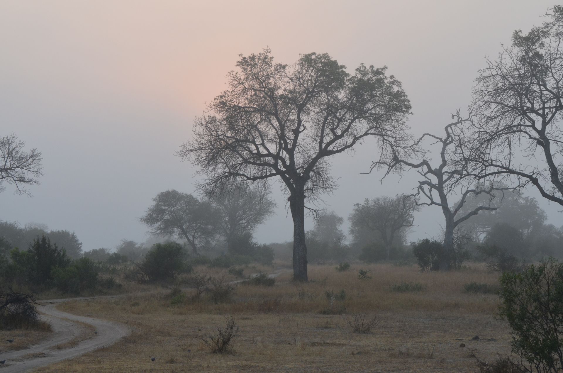 Botswana's dry savanna landscape on an overcast morning