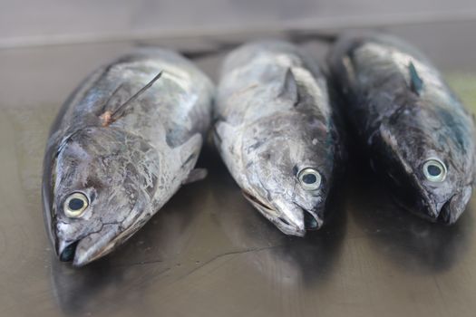 Close Up Photo of Mackerel Tuna
