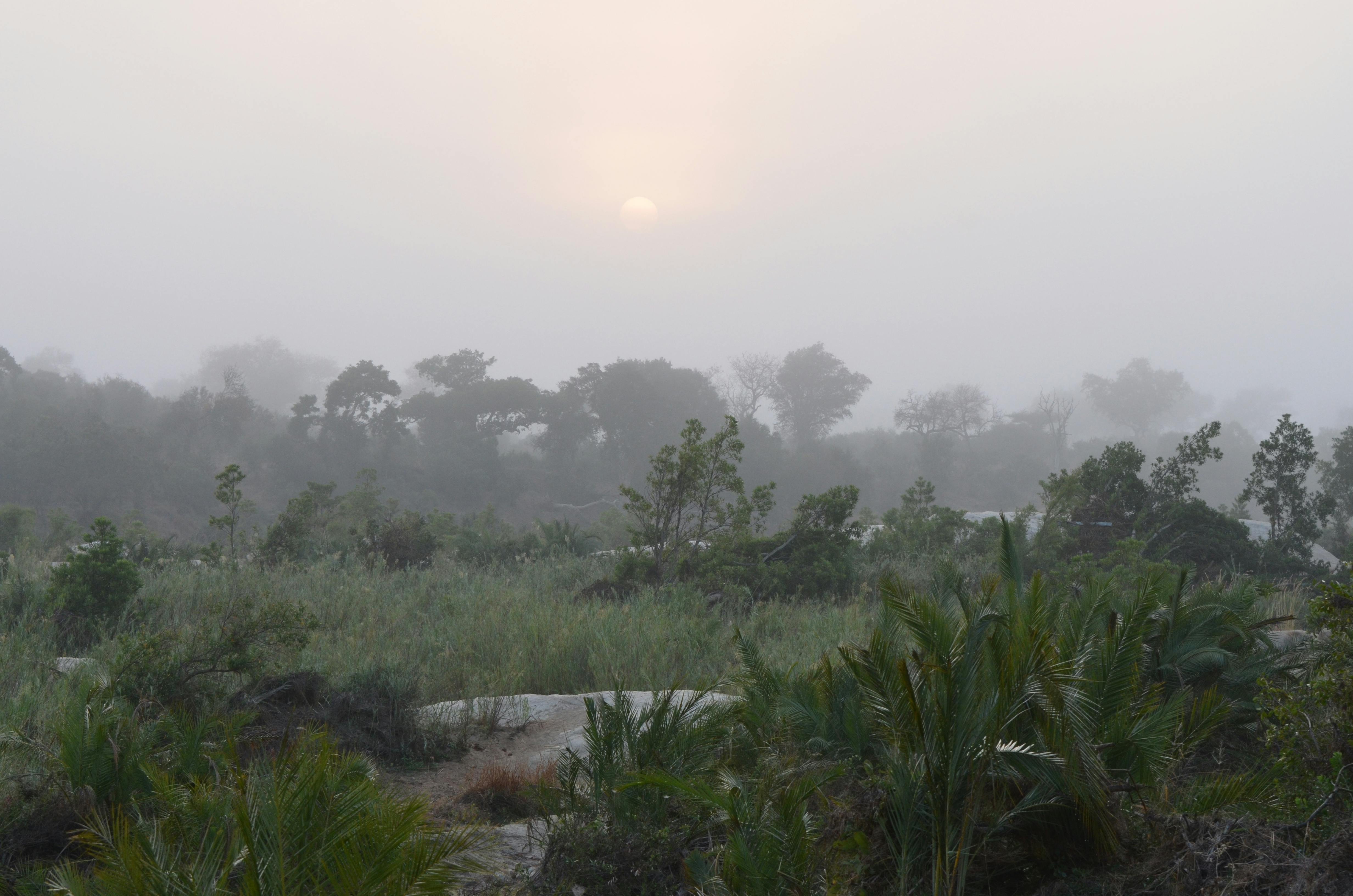 A serene foggy landscape with tropical foliage and sunrise in South Africa.