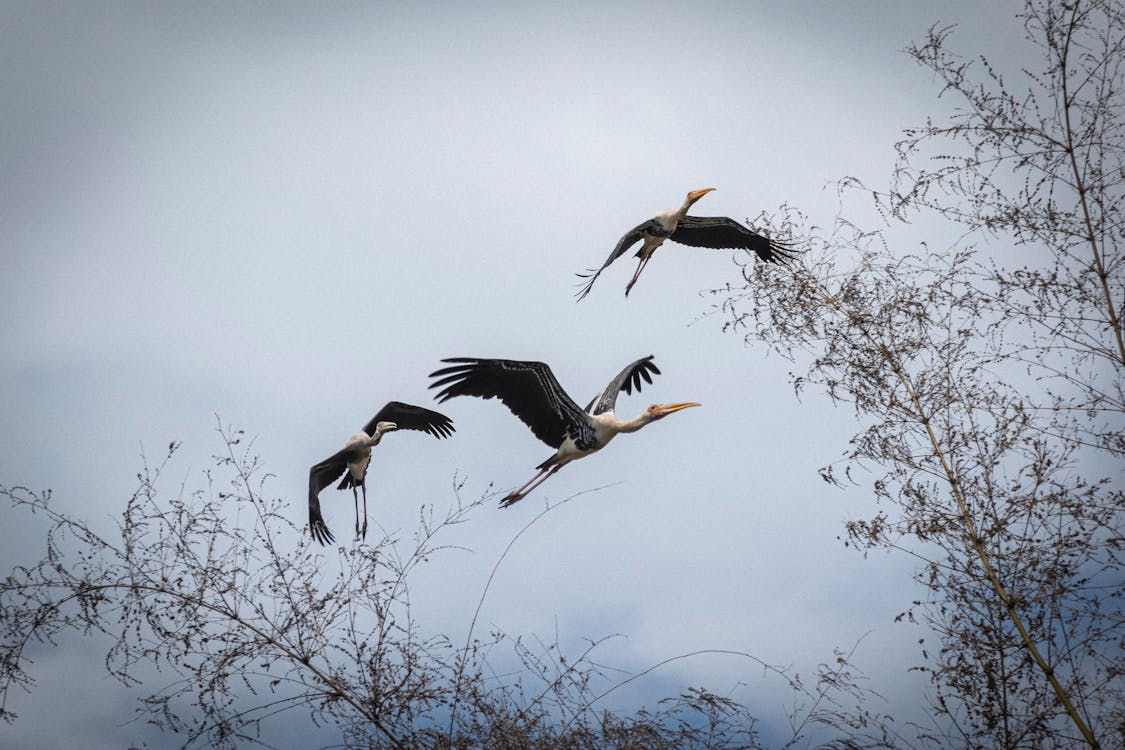 Painted Storks Flying Under Gray Sky