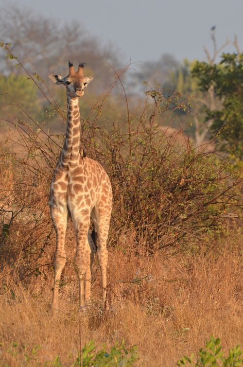 Free A giraffe stands amidst bushes in the South African savanna, captured at sunrise. Stock Photo