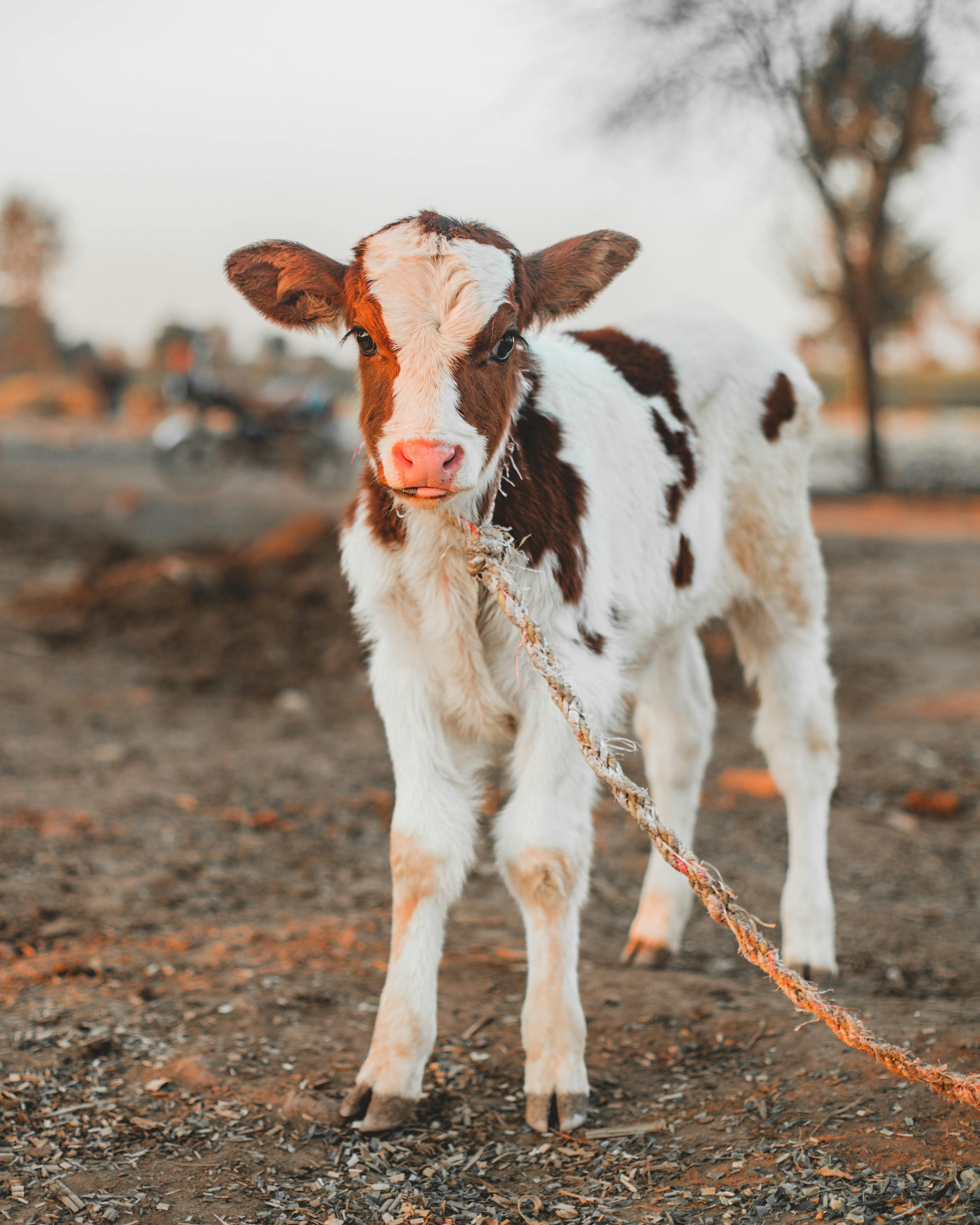 Cute Cow Calf