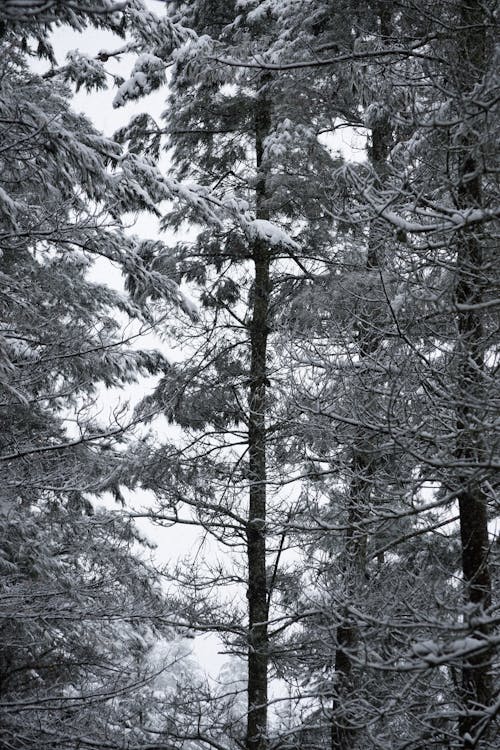 Foto d'estoc gratuïta de a l'aire lliure, arbres, bosc