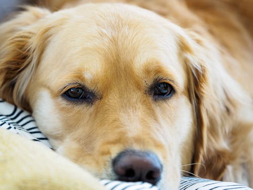 çok sevimli, doğurmak, Golden Retriever içeren Ücretsiz stok fotoğraf