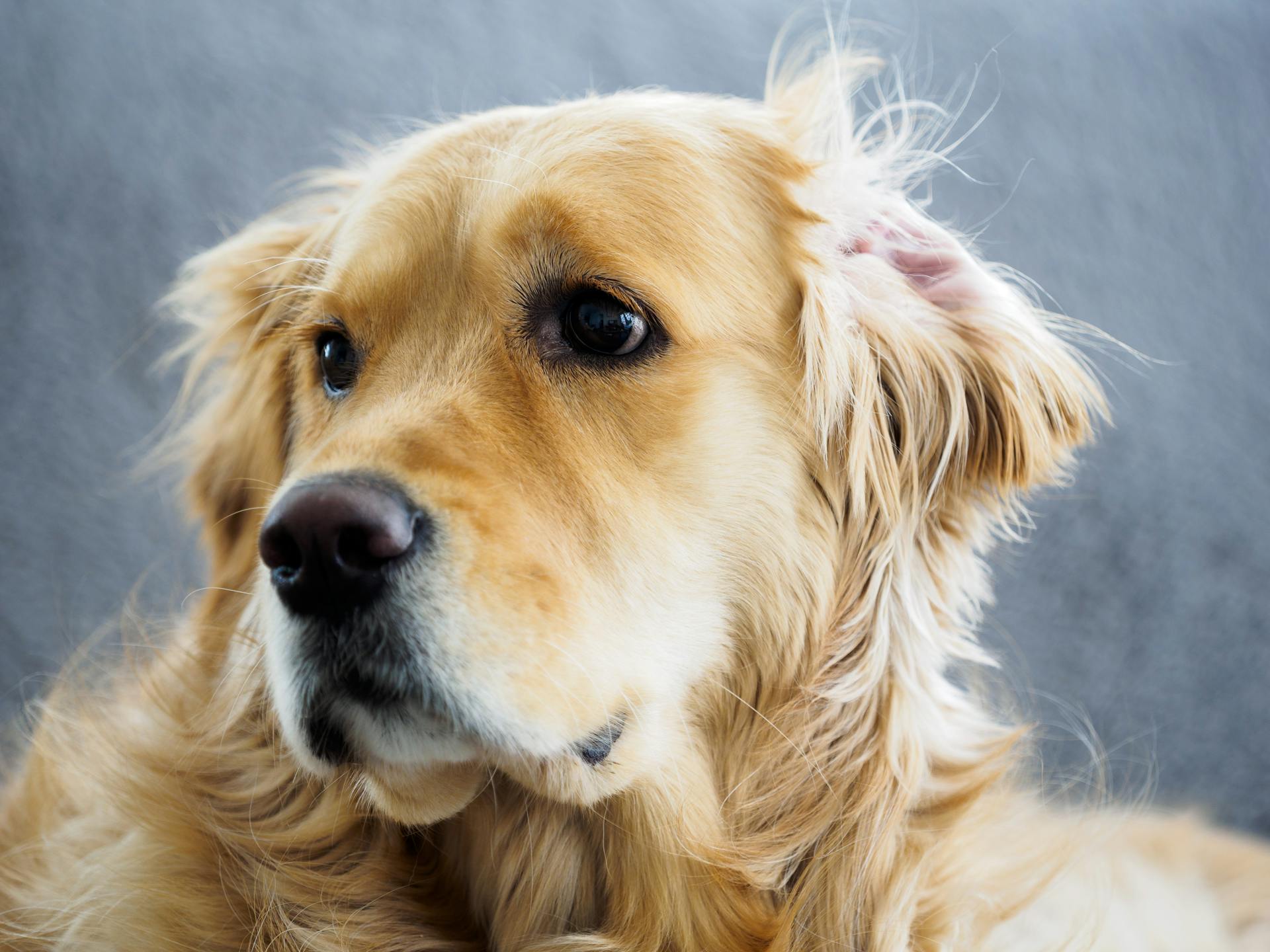 En närbild av en söt golden retriever