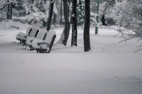 Δωρεάν στοκ φωτογραφιών με δέντρα, κρύο, παγκάκια