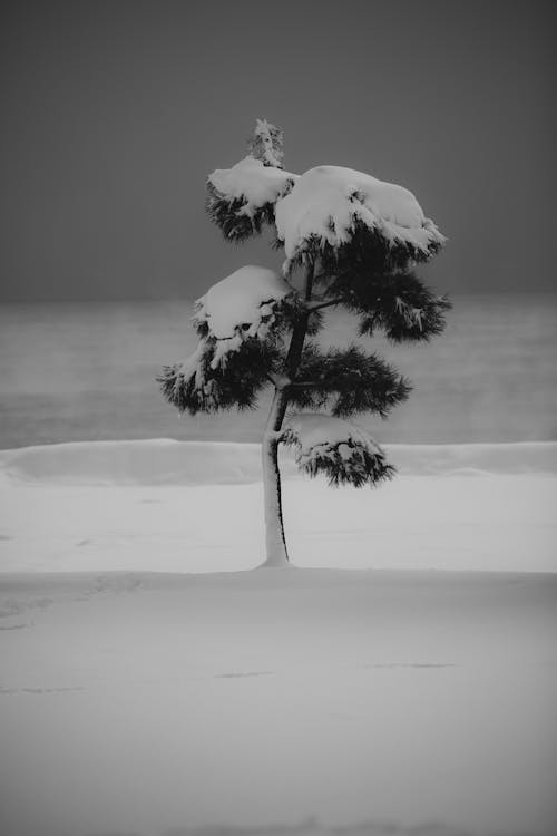 Grayscale Photo of Snow Covered Tree