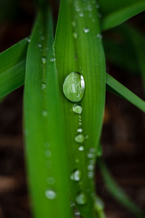 Free A Raindrop on a Leaf Stock Photo