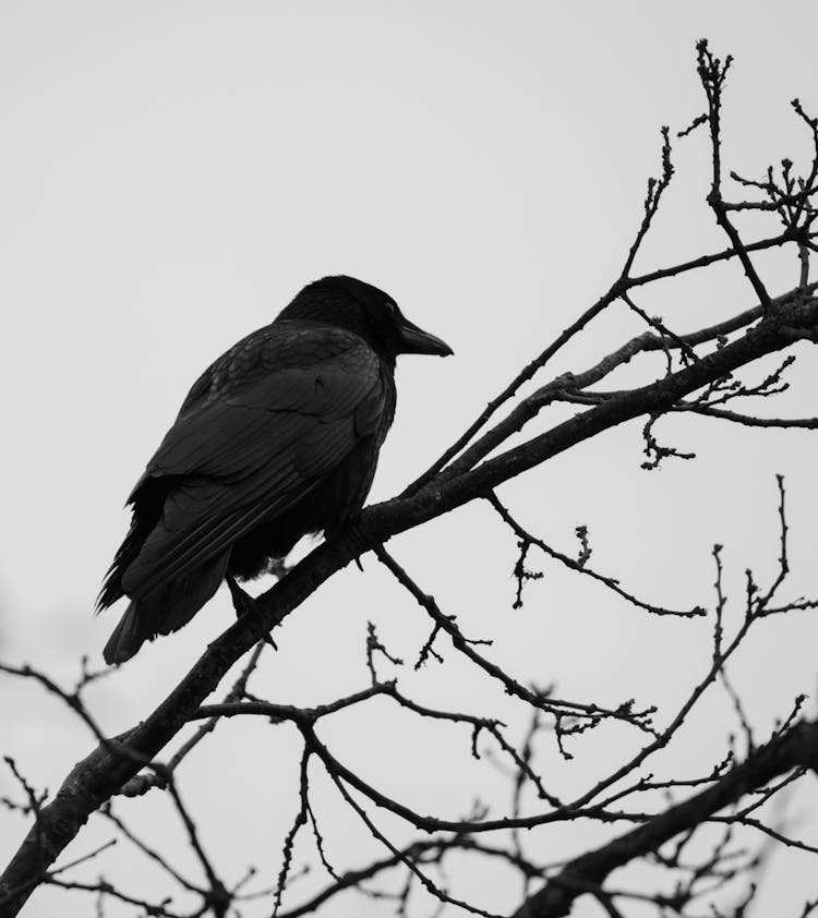 A Raven On A Tree Branch