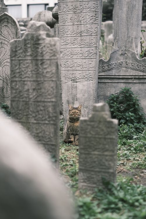 Free A tabby cat sitting in an ancient cemetery, surrounded by ornate tombstones. Stock Photo