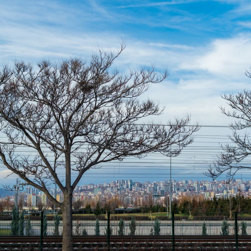 Urban Tree Planting Benefits: Why Cities Need More